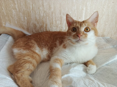 Персик